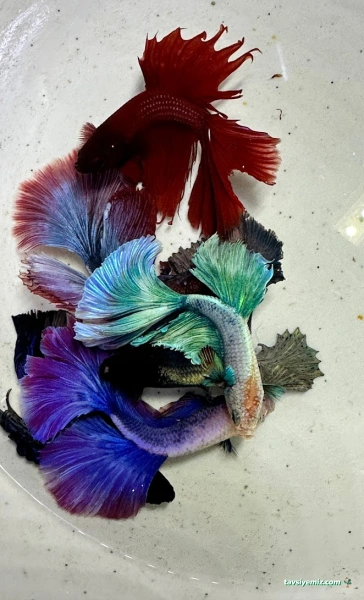 Ünalan Pet Store Malezya Discus (Paket Servis) | Emaar Square Pet Shop