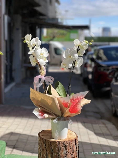 Uşak Gala Çiçekçilik Uşak Gala Çiçekçilik