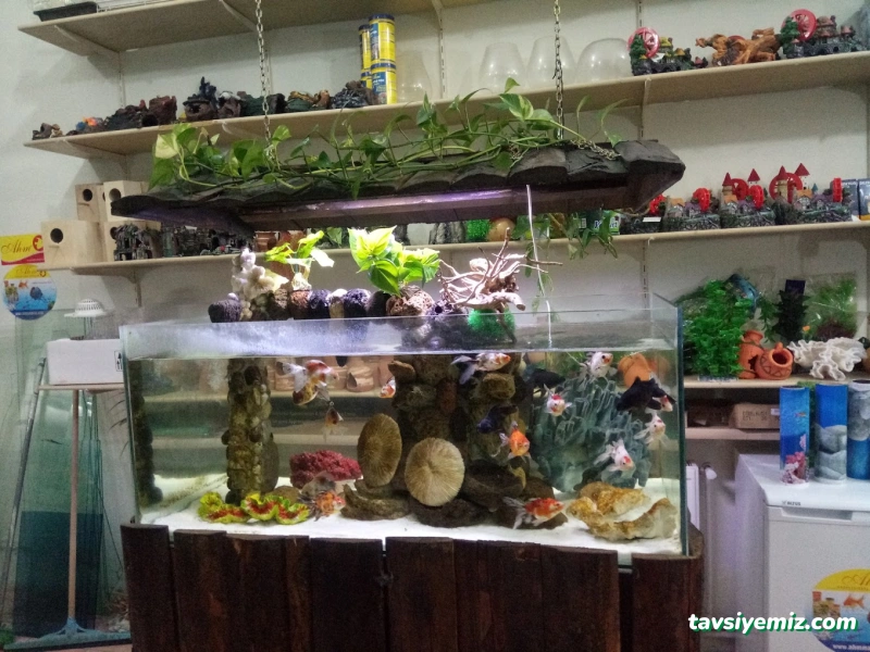 Van Okyanus Petshop Van Okyanus Petshop