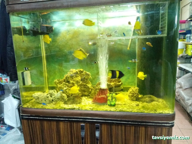 Van Okyanus Petshop Van Okyanus Petshop