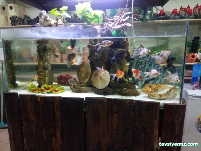 Van Okyanus Petshop Van Okyanus Petshop