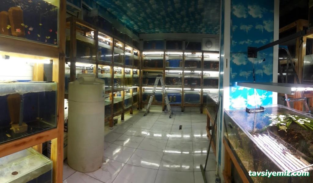 Van Okyanus Petshop Van Okyanus Petshop