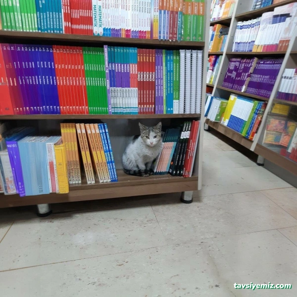 Varol Kırtasiye Varol Kırtasiye