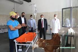 Veter-Pet Veteriner Kliniği Bingöl Veter-Pet Veteriner Kliniği Bingöl