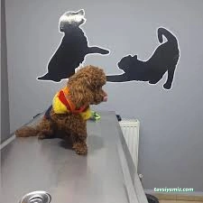 Vişne Veteriner Kliniği & Pet Kuaför