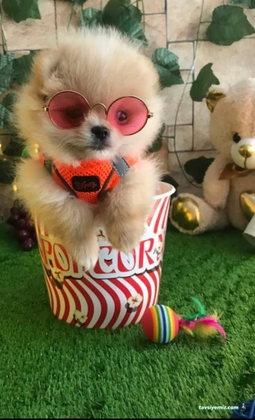 Von Alp Pet Shop