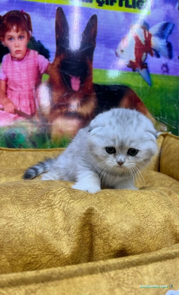 Von Alp Pet Shop