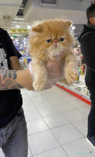 Von Alp Pet Shop