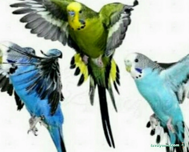 Yağmur Petshop