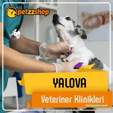Yalova Veteriner Kliniği Yalova Veteriner Kliniği