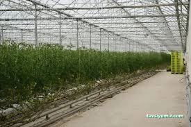 Yozgat Sorgun Sera Ercansa Yozgat Sorgun Sera Ercansa