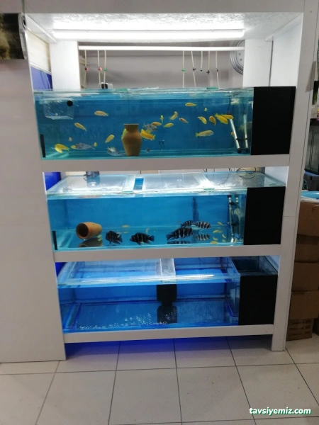 Yunus Akvaryum & Petshop Yunus Akvaryum & Petshop