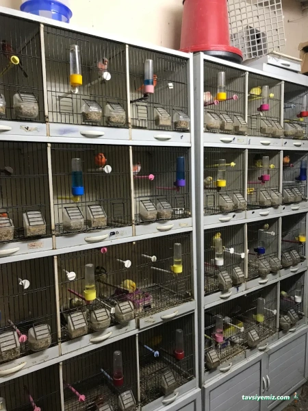 Zeytinburnu Duygu Pet Shop