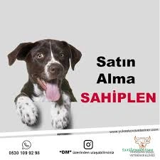 Zozan Veteriner Kliniği Zozan Veteriner Kliniği