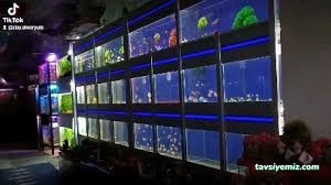 Zülay Petshop Zülay Petshop