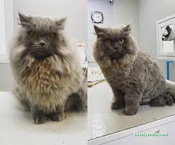 Zuzu Pet Kuaför - Diyarbakır Pet Kuaför Zuzu Pet Kuaför - Diyarbakır Pet Kuaför